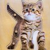 Kitten Wooden Knobs Puzzle