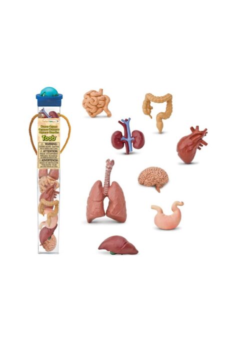 Safari Miniatures - Human Organs