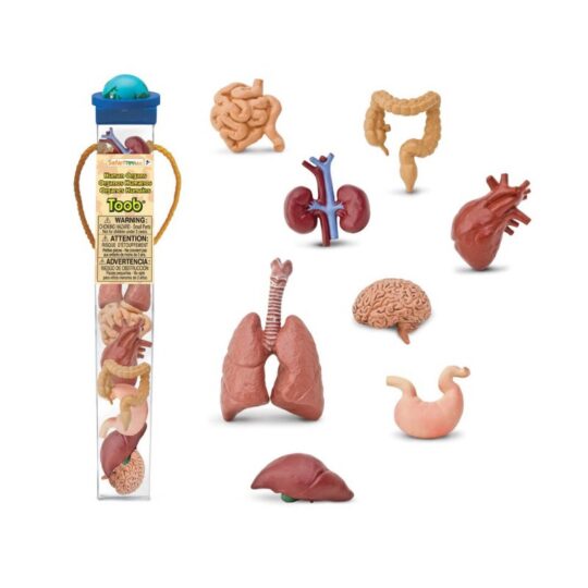 Safari Miniatures - Human Organs