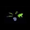 Life Cycle of a Frog
