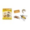 Life Cycle of a Honey Bee