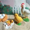 Life Cycle of a Chicken