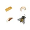 Life Cycle of a Honey Bee