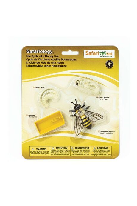 Life Cycle of a Honey Bee