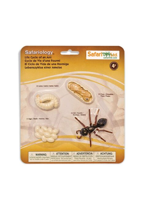 Life Cycle of an Ant