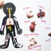 Safari Miniatures - Human Organs