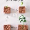 Life Cycle of a Green Bean Plant