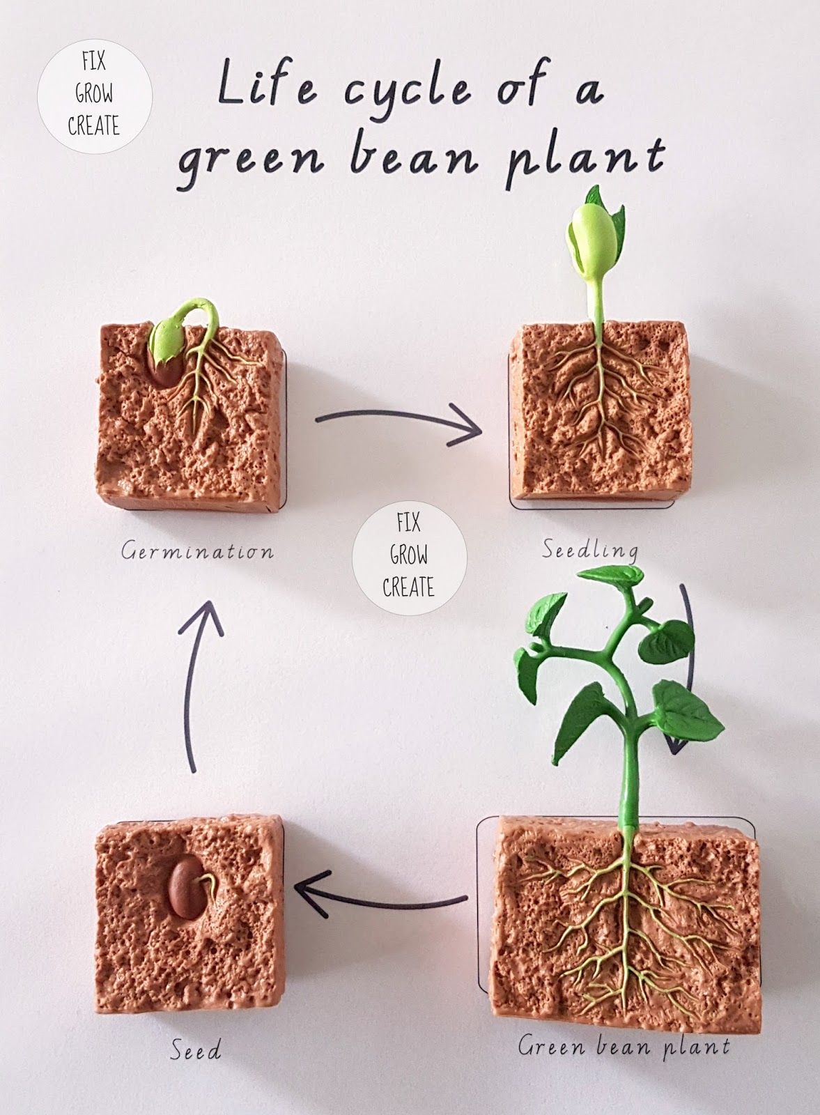 Life cycle of a lima bean plant - nginriko