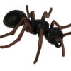 Life Cycle of an Ant