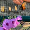Life Cycle of a Honey Bee