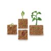 Life Cycle of a Green Bean Plant