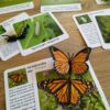 Life Cycle of a Monarch Butterfly