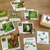 Life Cycle of a Monarch Butterfly