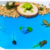 Life Cycle of a Frog
