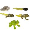 Life Cycle of a Frog