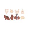Safari Miniatures - Human Organs