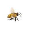 Life Cycle of a Honey Bee