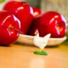 Life Cycle of a Chicken