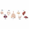 Safari Miniatures - Human Organs