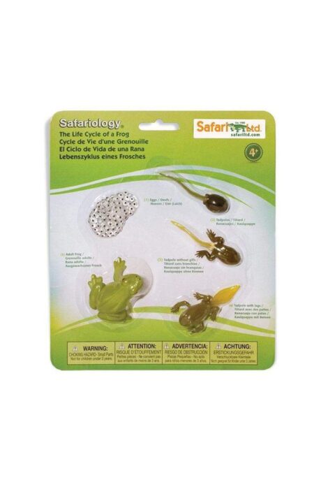 Life Cycle of a Frog