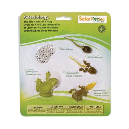 Life Cycle of a Frog