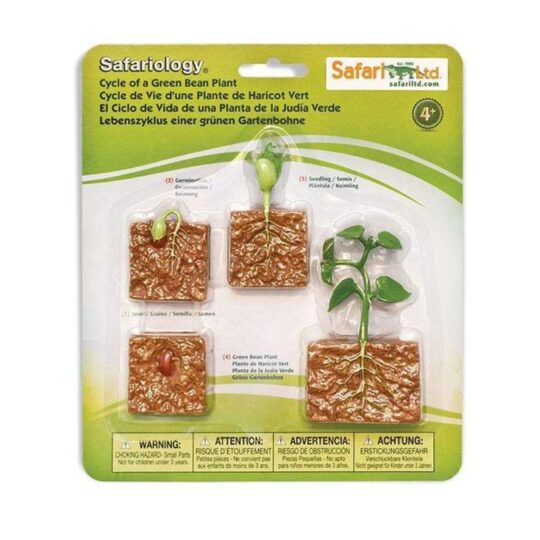 Life Cycle of a Green Bean Plant