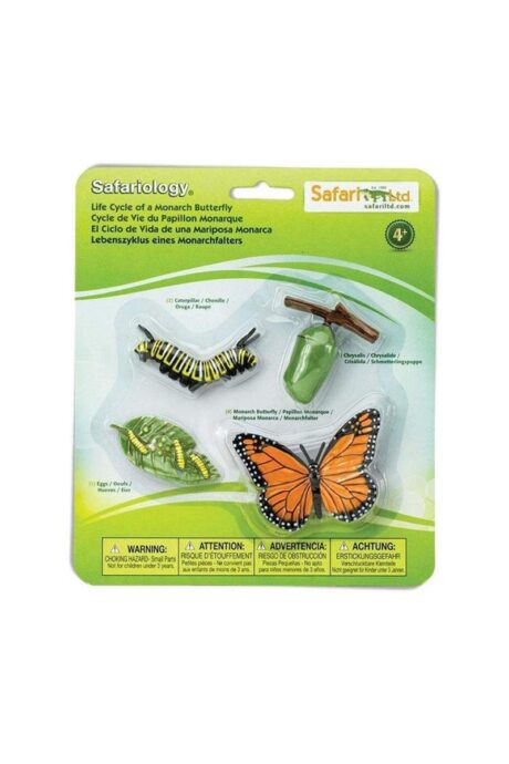 Life Cycle of a Monarch Butterfly