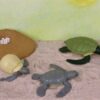 Life Cycle of a Green Sea Turtle