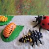 Life Cycle of a Ladybug