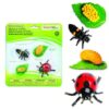 Life Cycle of a Ladybug