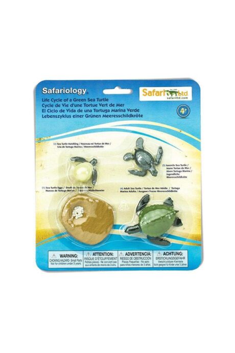 Life Cycle of a Green Sea Turtle