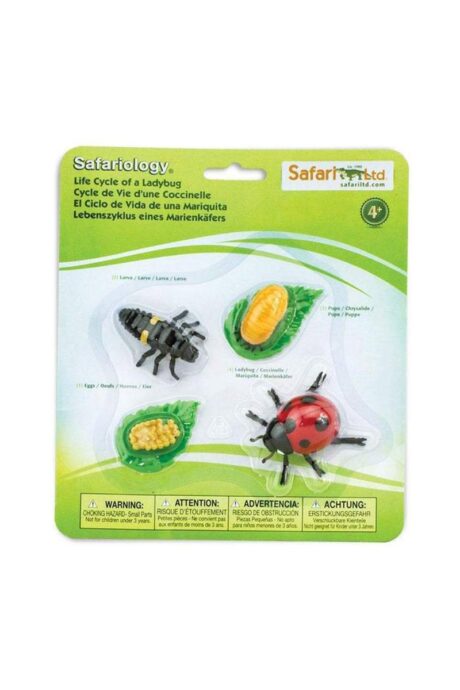 Life Cycle of a Ladybug