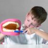 Giant Teeth Dental Demonstration Model