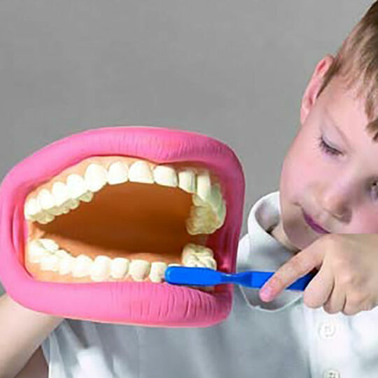 Giant Teeth Dental Demonstration Model