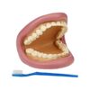 Giant Teeth Dental Demonstration Model