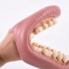 Giant Teeth Dental Demonstration Model