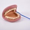 Giant Teeth Dental Demonstration Model