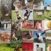 Tune into… Animal Sounds