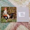 Tune into… Animal Sounds
