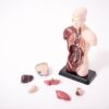 Quarter-Scale Anatomical Torso