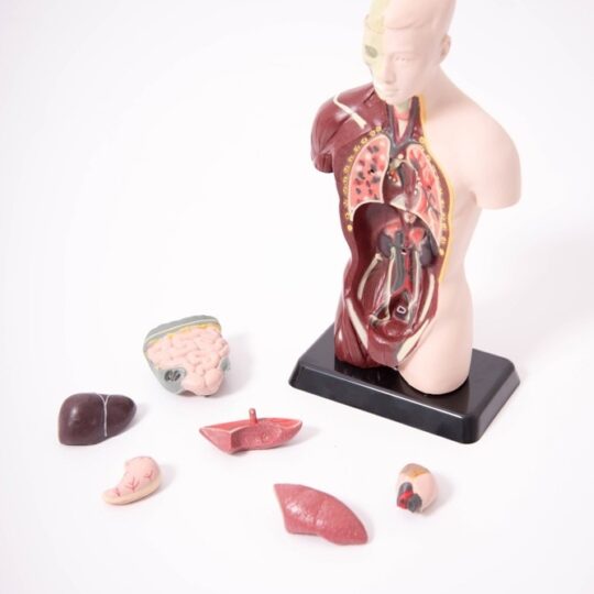 Quarter-Scale Anatomical Torso