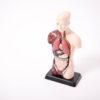 Quarter-Scale Anatomical Torso