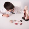Quarter-Scale Anatomical Torso