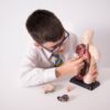 Quarter-Scale Anatomical Torso