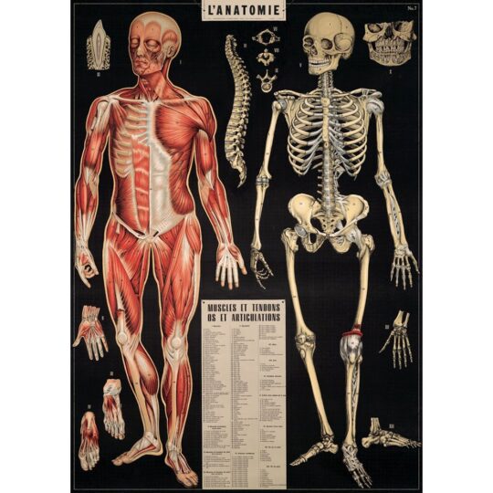 Vintage Poster - Anatomy