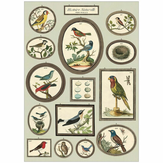 Vintage Poster - Birds