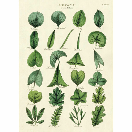 Vintage Poster - Botanology