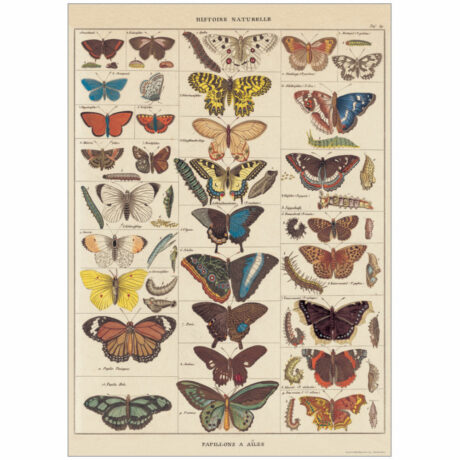 Vintage Poster - Butterflies