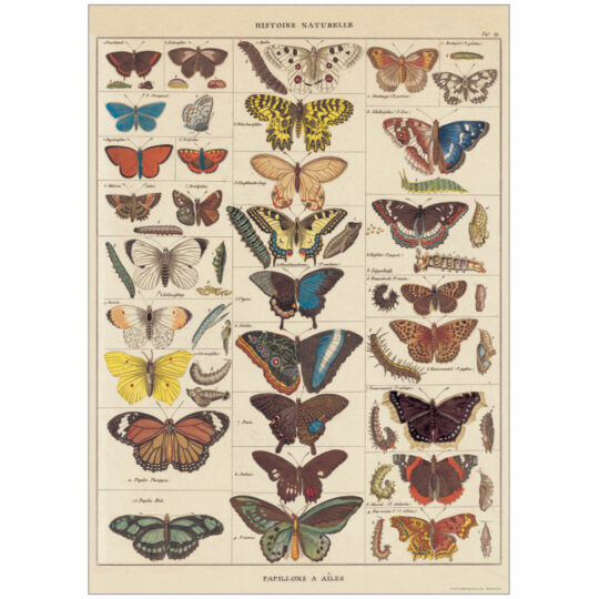 Vintage Poster - Butterflies