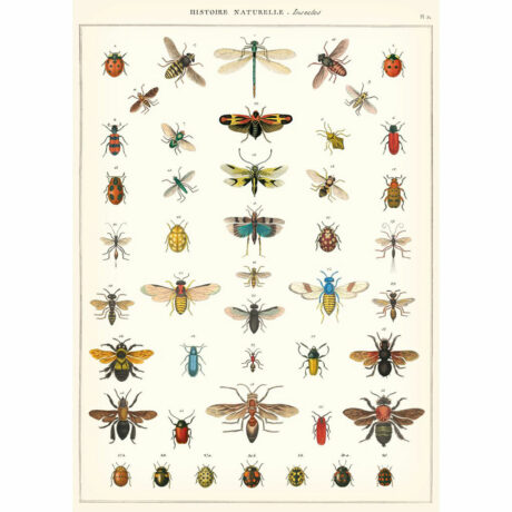 Vintage Poster - Insects